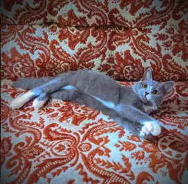 mix bsh bicolor murah