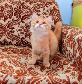 mainecoon Oren jantan