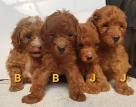 Red toy poodle & black choco
