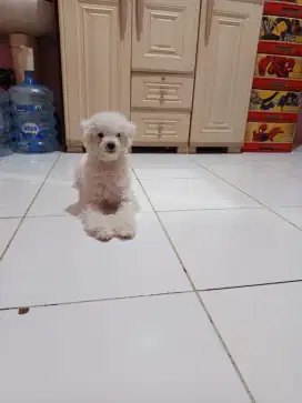 Bichon frise jantan stamboom vaksin