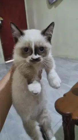 Kucing munchkin BSH Betina