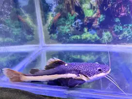 Red tail catfish