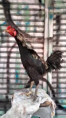Ayam Pakhoy X Mangon Jantan Ukuran Gede Pukulan Bagus