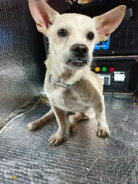 Anjing mix Beagle cihuahua