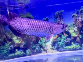 Ikan arwana/arowana