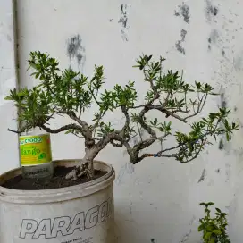 Bonsai Santigi Meliuk