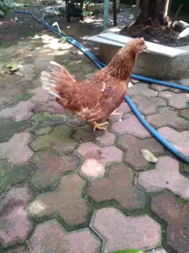 Ayam petelur 6 bln
