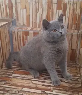 British shorthair Betina