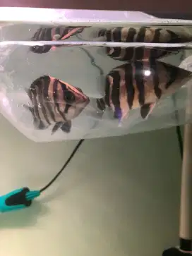 Ikan datz 4bar sumatera