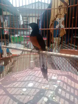 Murai gacor kaki item