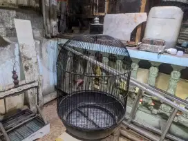 Kandang burung lovebird