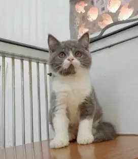 BSH/BRITISH SHORTHAIR BICOLOUR