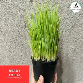 SIAP SAJI / MAKAN Rumput Gandum Premium / Rumput kucing / Wheatgrass.