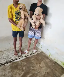 Golden Retriever Male Female Stambum Usia 4 Bulanan Big Bone,Big Head