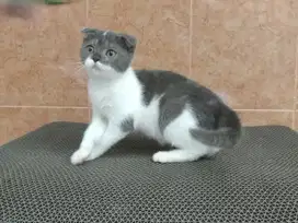 Scottish fold betina bicolor