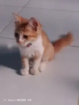 Amak kucing Persia