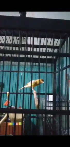 Murai Medan plus kenari gacor