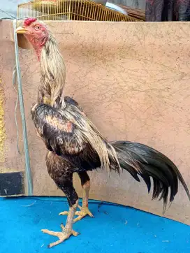 Ayam Bangkok main kontrol