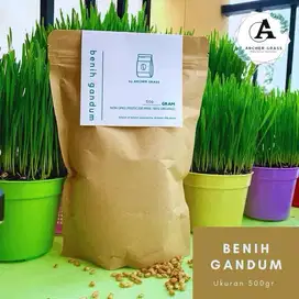 Benih Gandum utuh / Cat grass / Wheat grass / Rumput kucing Premium