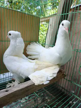 Sepasang burung merpati kipas hias putih fantail