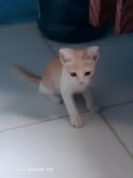 Anak kucing persia betina