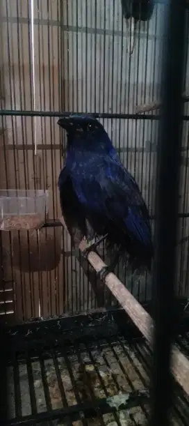 Burung ciung batu