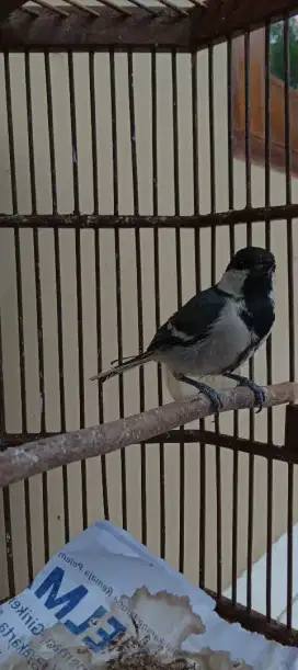 Burung glatik batu lokal merapi