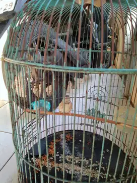 Burung blacksang betina siapan