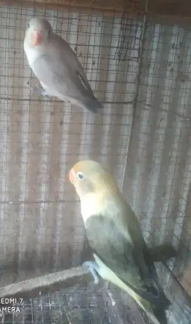 Sepasang burung Lovebird muda.