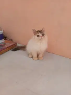 Lepas adopt kitten peaknose usia 3 bulan