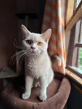 Bsh fawn british shorthair fawn