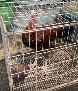 Ayam pelung jantan