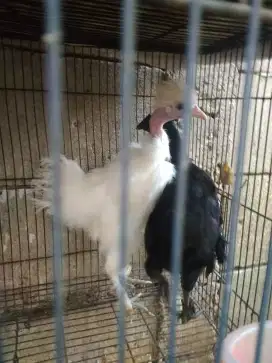 Ayam silky dan cemani