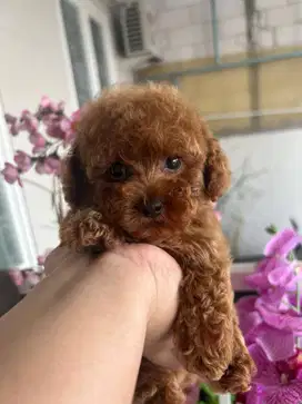 Teacup Red poodle stambum vaksin