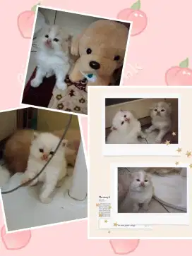 Open adop kitten Persia umur baru 1 bln