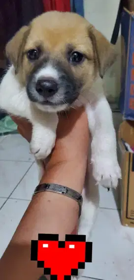 Anjing kecil murah