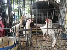 JUAL AYAM PETELUR ANAKAN REMAJA