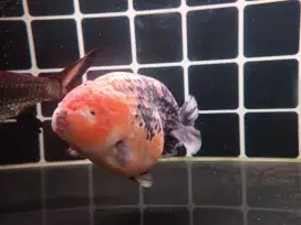 Ikan Koki Ranchu (Goldfish)