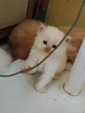 Open adop kitten Persia umur baru 1 bln