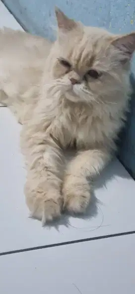 Di cari kasir untuk jaga petshop