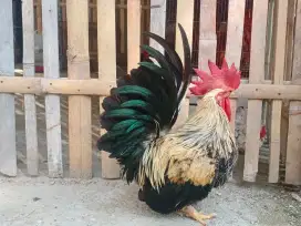 Ayam kate body big