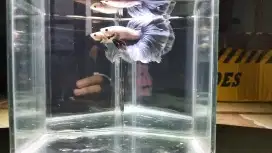 Cupang HM (halfmoon) Grizzle