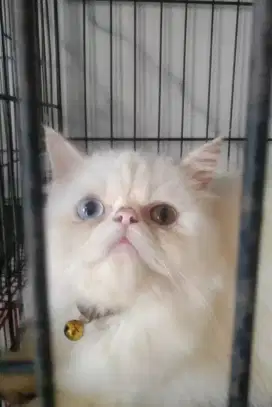 Kucing peaknose oddeye betina white solid