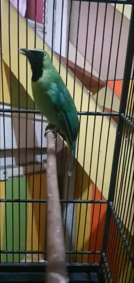 Burung gacor prestasi