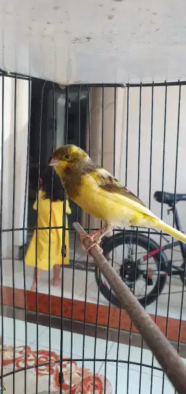 Kenari af volume nyes