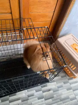Spminipom jantan ,kecil bulat gembul