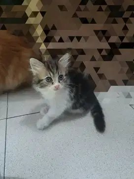 Kitten medium persia