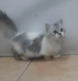 Kucing munchkin cebol jantan abu putih riwuk longhair imut