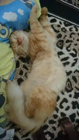 jasa anabul sitter per hari