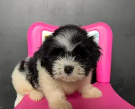 Puppies malshi kecil